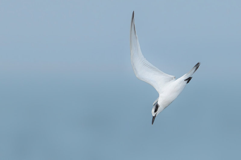 Sandwich Tern (Thalasseus sandvicensis)