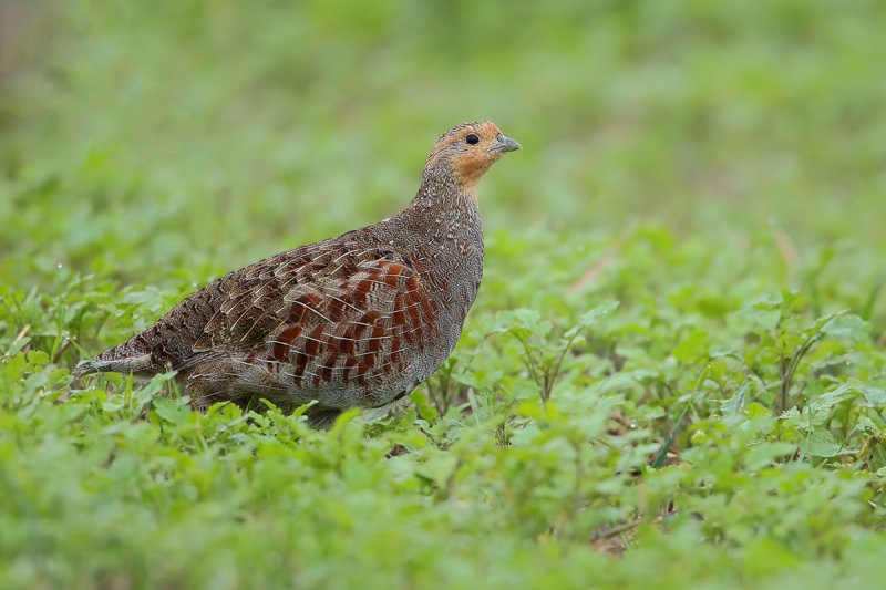 Grey Partridge (Perdix perdix)