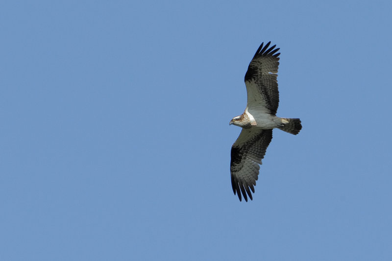 Osprey (Pandion haliaetus)
