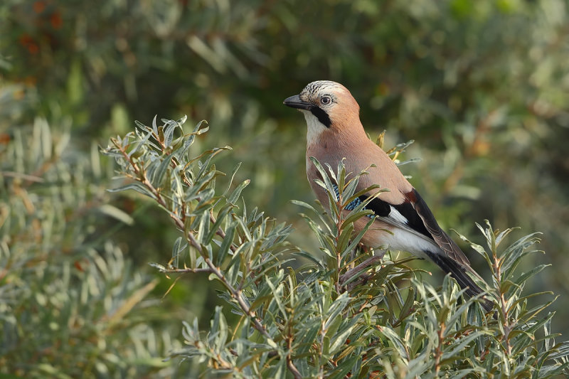 Eurasian Jay (Garrulus glandarius)