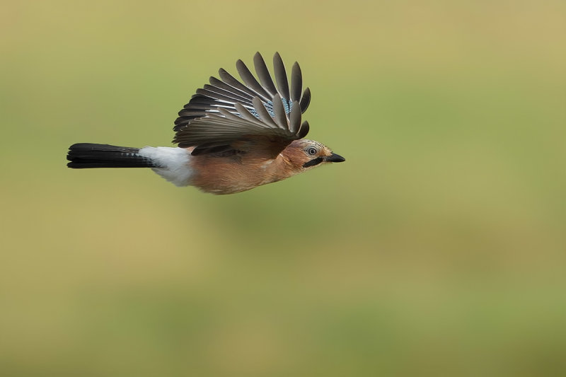 Eurasian Jay (Garrulus glandarius)