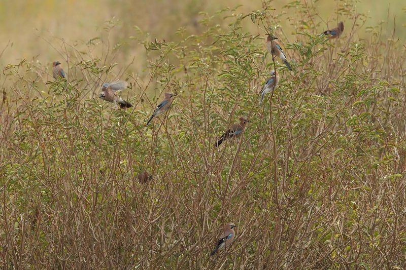 Eurasian Jay (Garrulus glandarius)