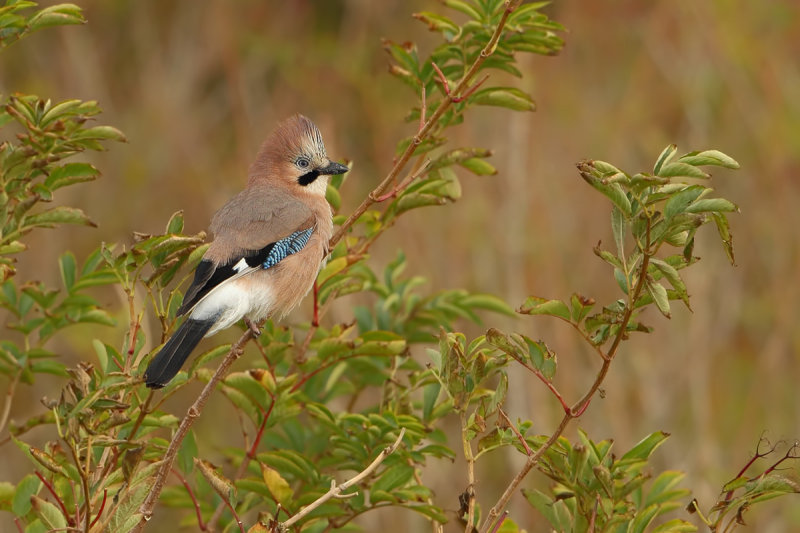 Eurasian Jay (Garrulus glandarius)