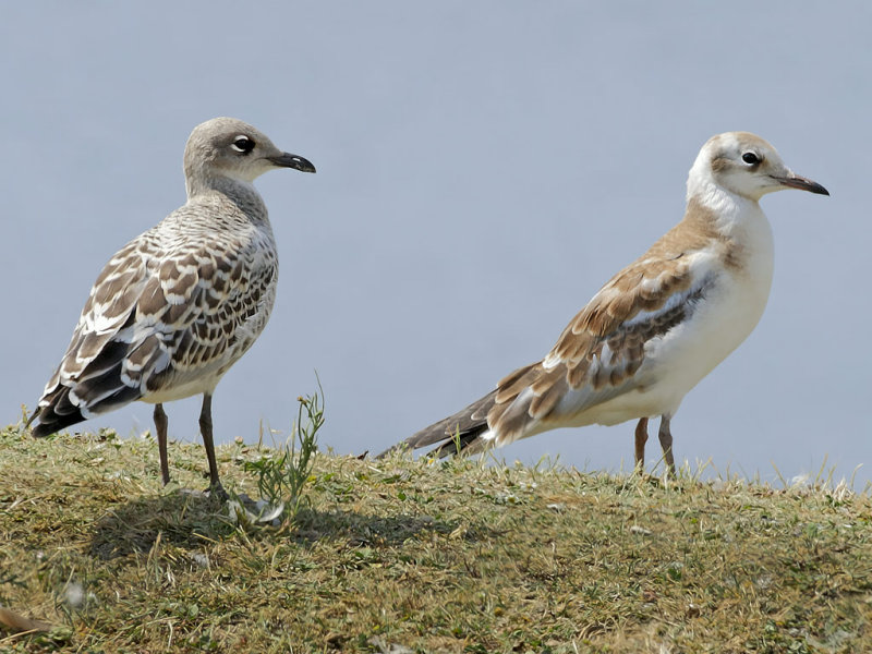 Mediterranean Gull & Black headed gull