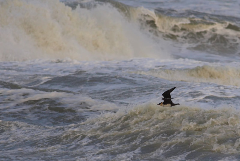 Pomarine Skua (Stercorarius pomarinus)