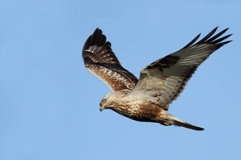 Rough-legged Buzzard (Buteo lagopus)