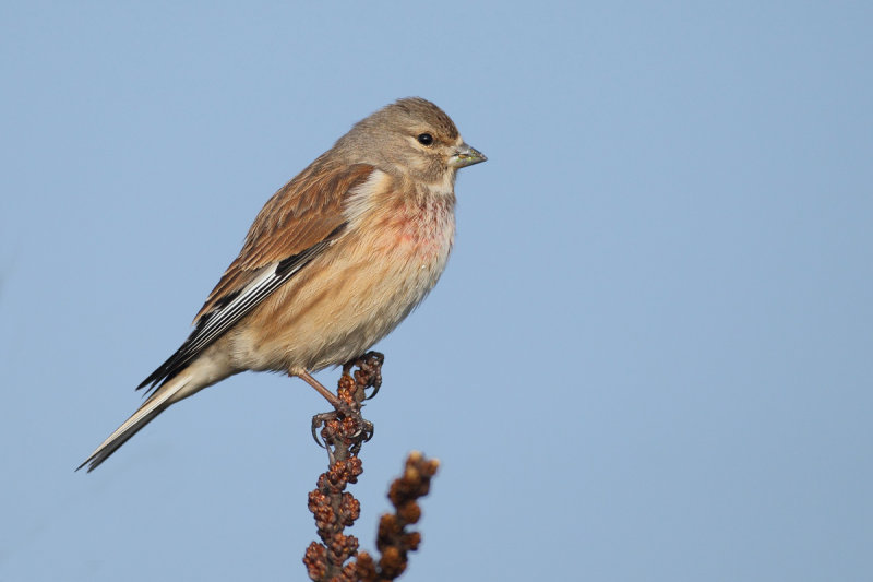 Linnet (Carduelis cannabina)