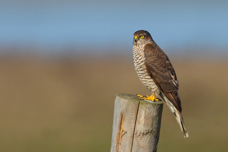 Eurasian Sparrowhawk (Accipiter nisus)