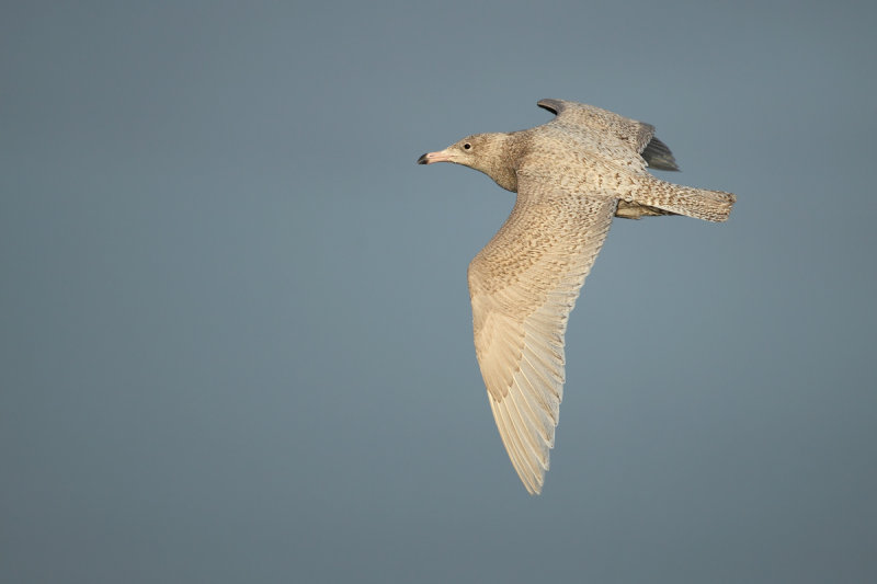 Glaucous Gull (Larus hyperboreus) 