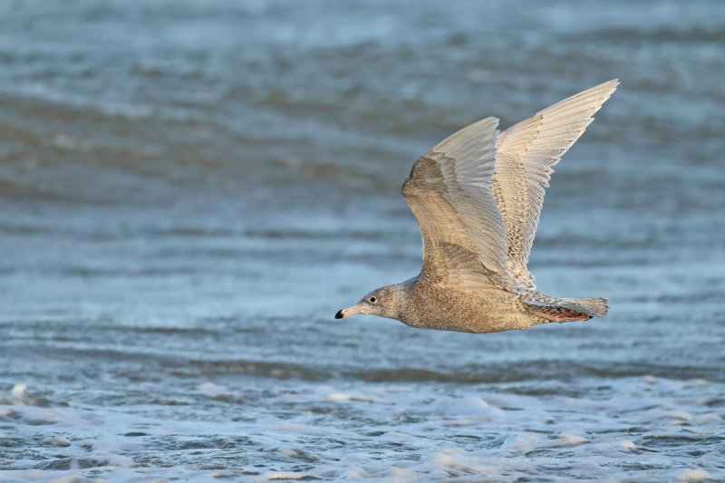 Gallery Glaucous Gull