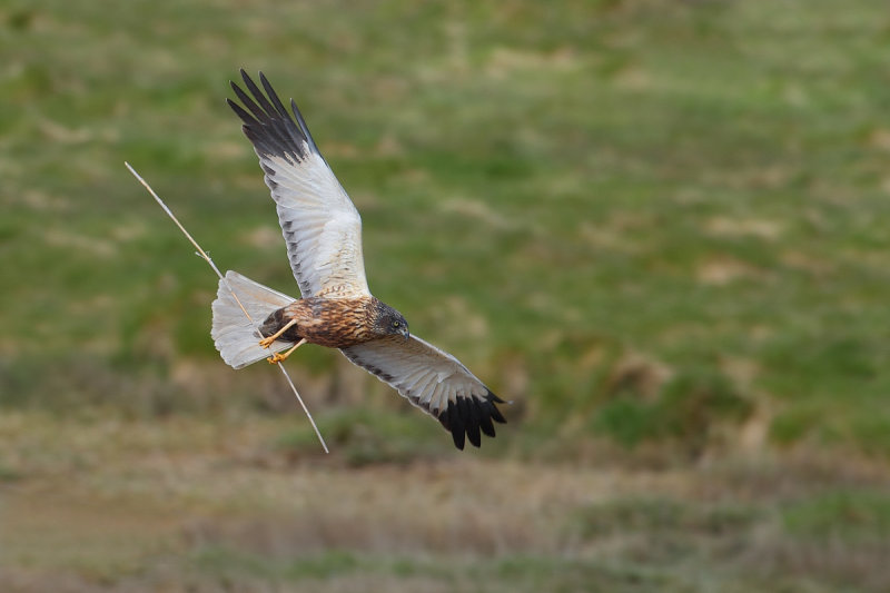 Western Marsh Harrier (Circus aeruginosus)