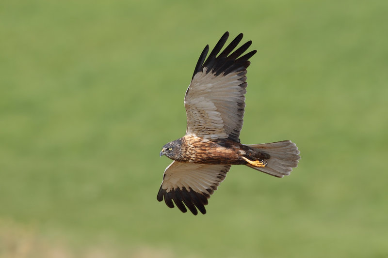 Western Marsh Harrier (Circus aeruginosus)