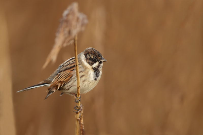 Gallery Reed Bunting