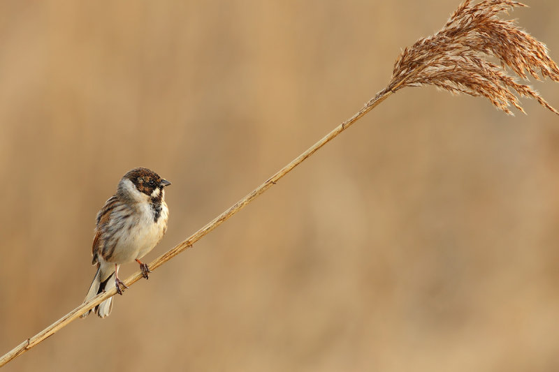 Gallery Reed Bunting