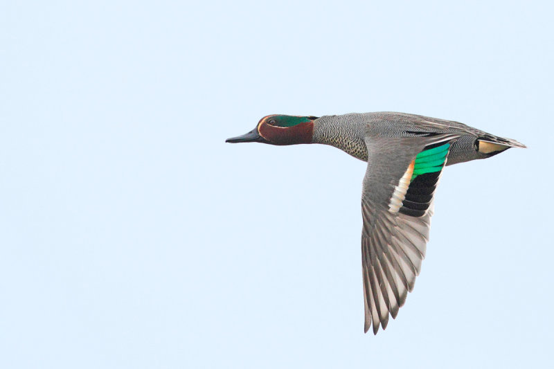 Gallery Common Teal