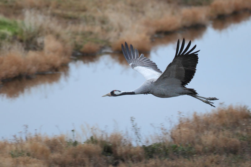 Eurasian Crane (Grus grus)