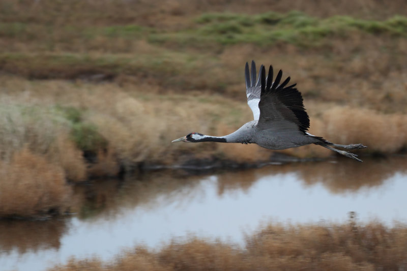 Eurasian Crane (Grus grus)