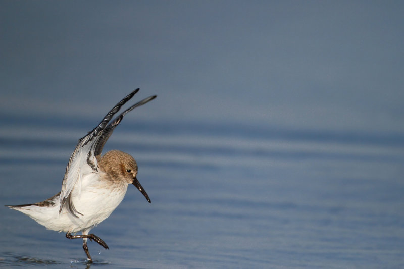 Dunlin -Calidris alpina