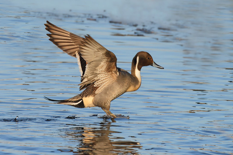 Gallery Northern Pintail