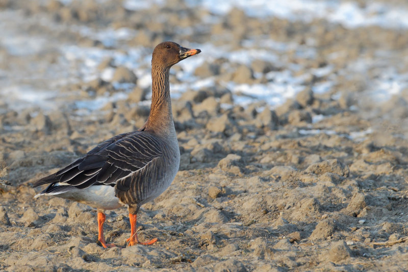 Bean Goose (Anser fabalis)