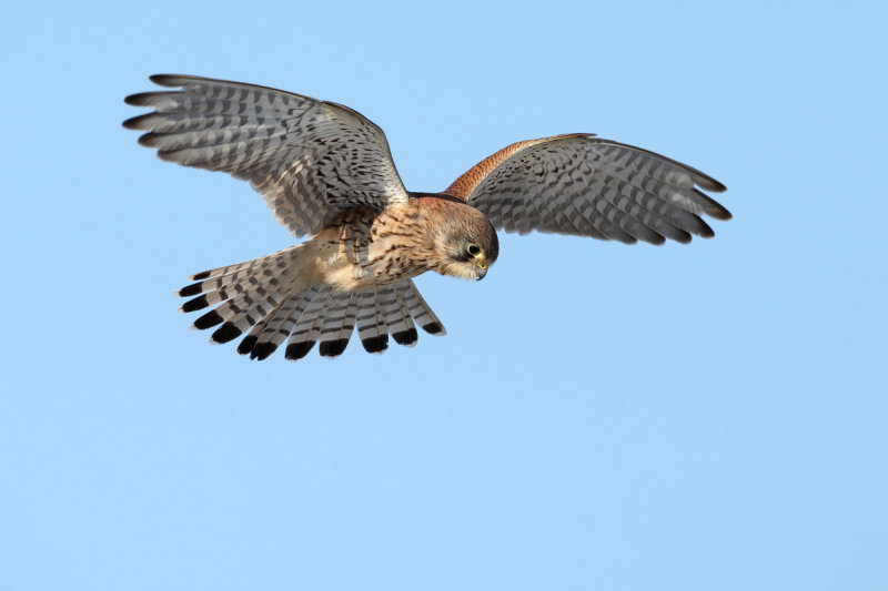 Common Kestrel (Falco tinnunculus)