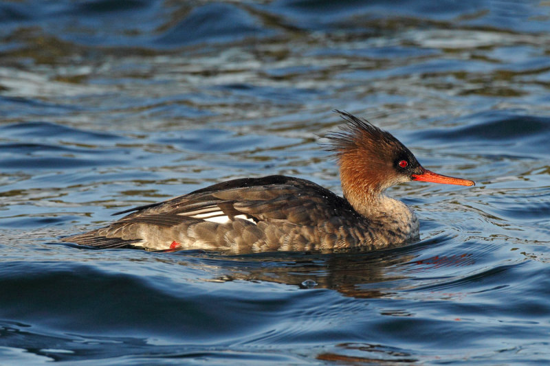Red-breasted Merganser (Mergus serrator)