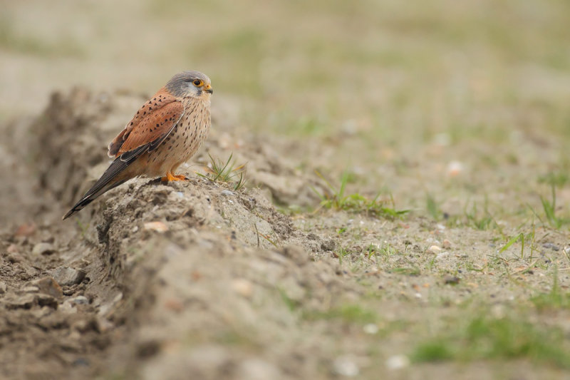 Common Kestrel (Falco tinnunculus)