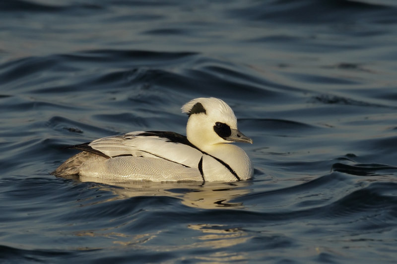 Smew (Mergellus albellus)