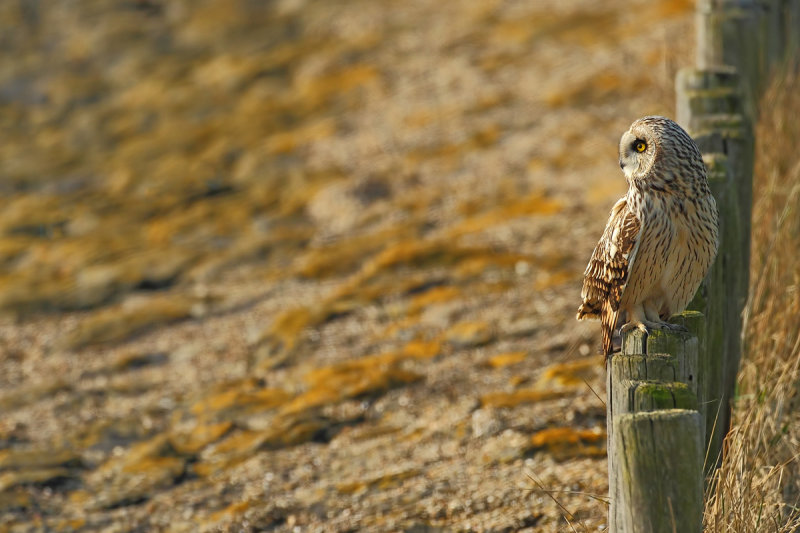 Long way ahead if he flies that direction 