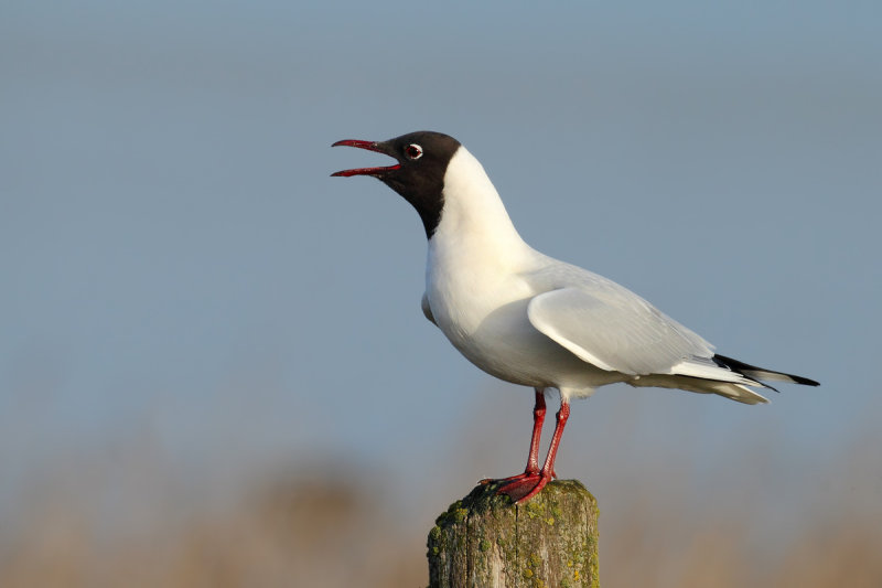 Black-headed Gull (Chroicocephalus ridibundus)