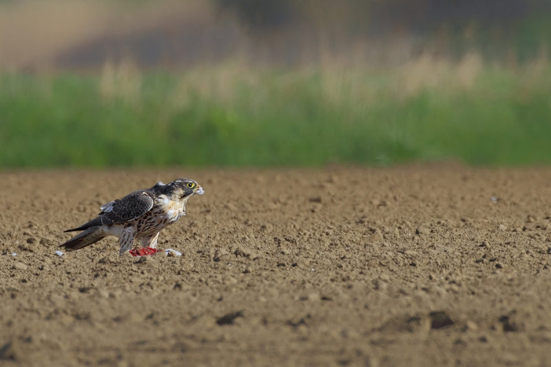 Peregrine Falcon (Falco peregrinus)