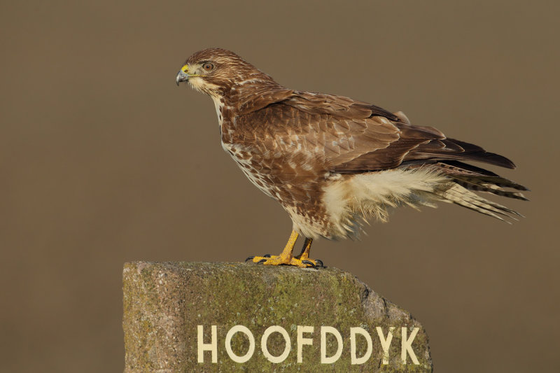Common Buzzard (Buteo buteo)