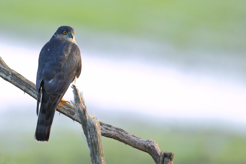 Eurasian Sparrowhawk (Accipiter nisus)