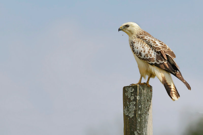 Common Buzzard (Buteo buteo) 