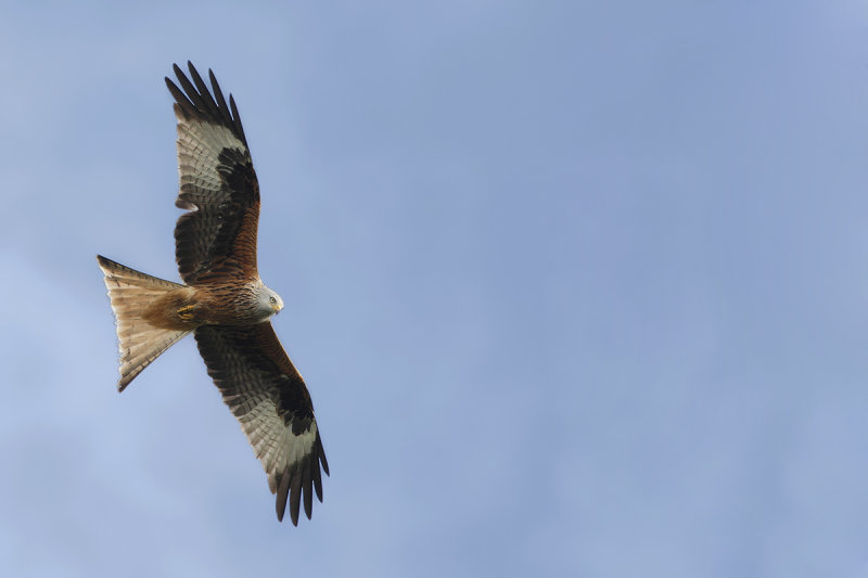 Red Kite (Milvus milvus) 