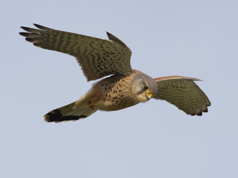 Common Kestrel (Falco tinnunculus) 