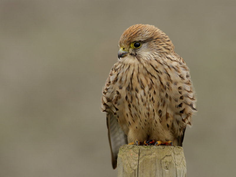 Common Kestrel (Falco tinnunculus) 