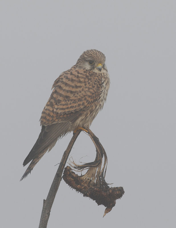 Common Kestrel (Falco tinnunculus) 