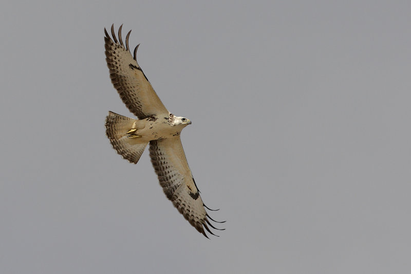 Common Buzzard (Buteo buteo) 