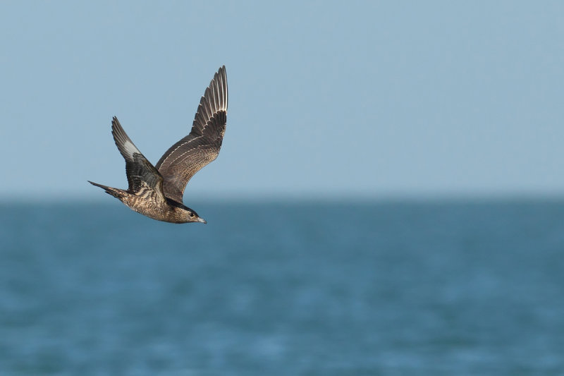 Arctic Skua or Parasitic Skua, (Stercorarius parasiticus) 