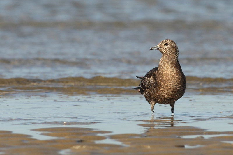 Arctic Skua or Parasitic Skua, (Stercorarius parasiticus) 