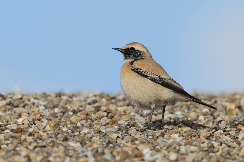 Desert Wheatear (Oenanthe deserti) 