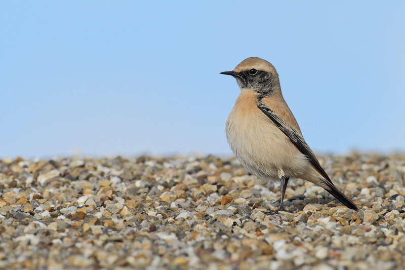 Desert Wheatear (Oenanthe deserti) 