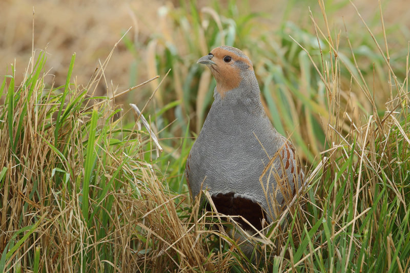 Grey Partridge (Perdix perdix)