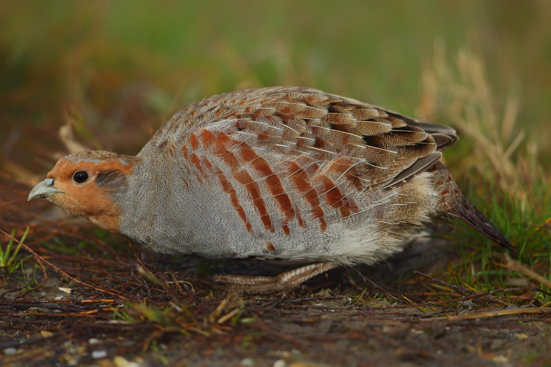 Grey Partridge (Perdix perdix)