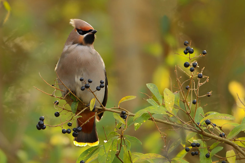 Bohemian Waxwing (Bombycilla garrulus)
