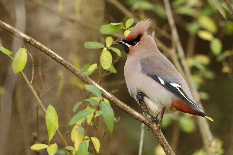 Bohemian Waxwing (Bombycilla garrulus)