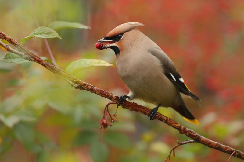Bohemian Waxwing (Bombycilla garrulus)