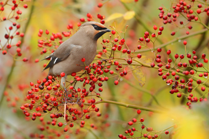 Bohemian Waxwing (Bombycilla garrulus)