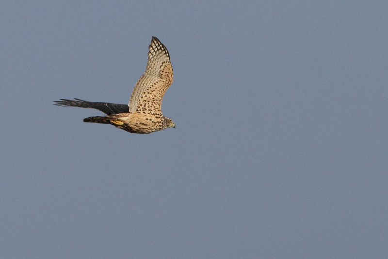 Northern Goshawk (Accipiter gentilis)